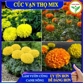 Hạt giống hoa Cúc Vạn Thọ Mix mỹ Màu