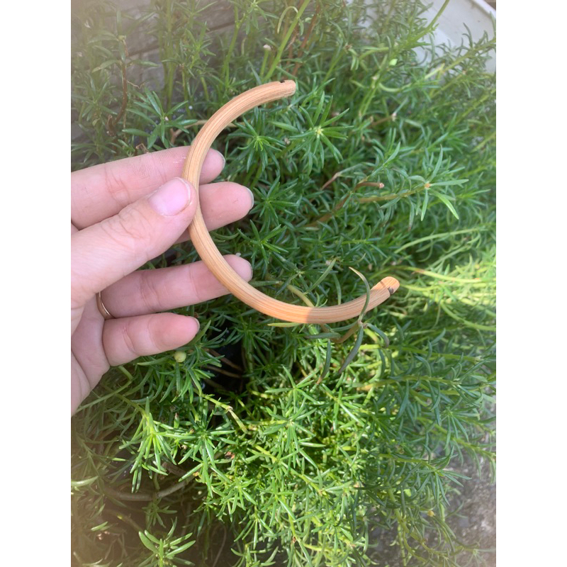 Cầu góc tre cho hút mật,ốc mít sâu