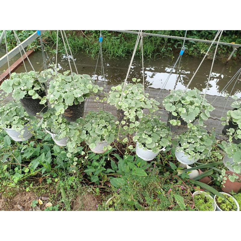 Chậu cây rau má Thái Var treo