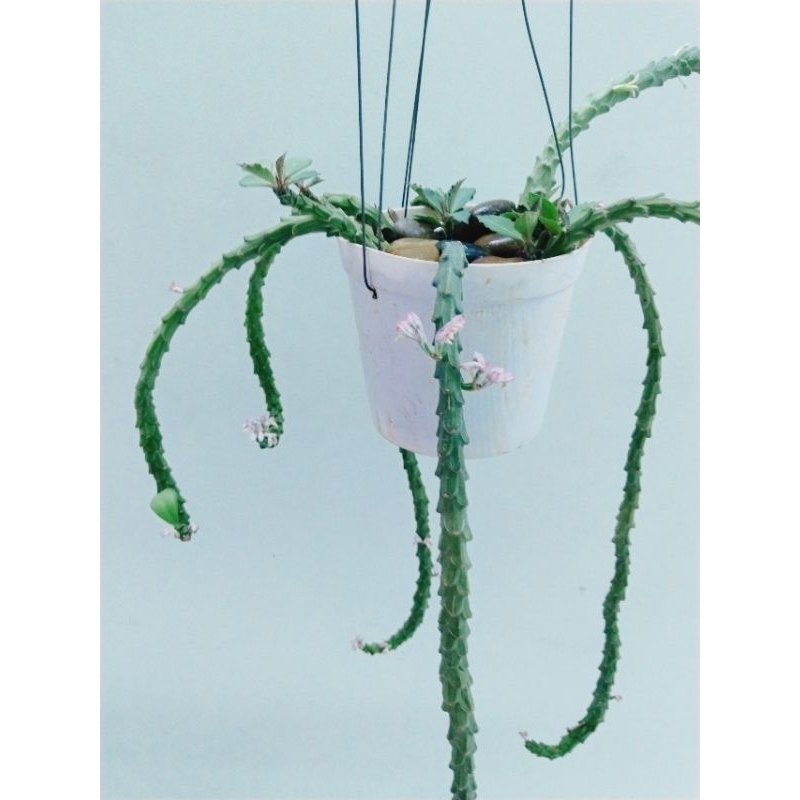 xương rồng euphoria