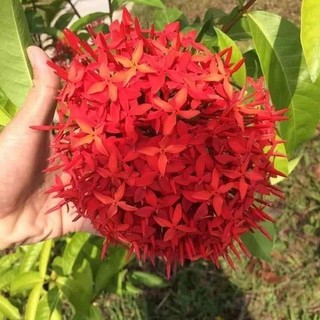 Cây Mẫu Đơn Mỹ Đỏ nhiều hoa, hoa to