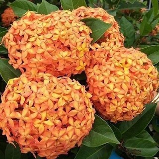 Cây mẫu đơn mỹ màu cam