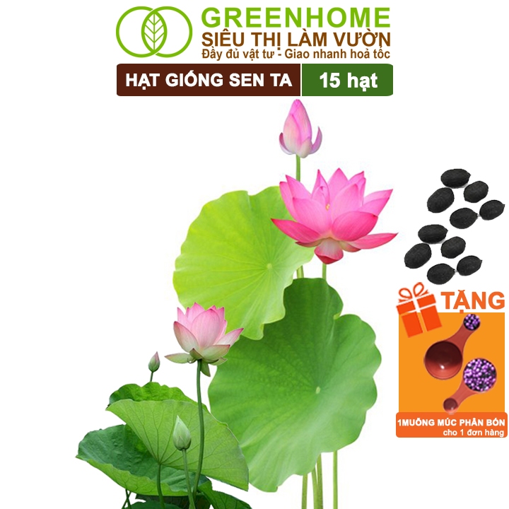 Hạt Giống Hoa Sen Ta Greenhome, Gói 15 Hạt, Dễ Trồng, , Nảy Mầm Tốt, Bông To, Tặng Kèm Hướng Dẫn H11