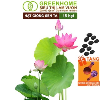 Hạt giống hoa sen ta greenhome, gói 15 hạt, dễ trồng, nảy mầm tốt, bông to, lá dày h10