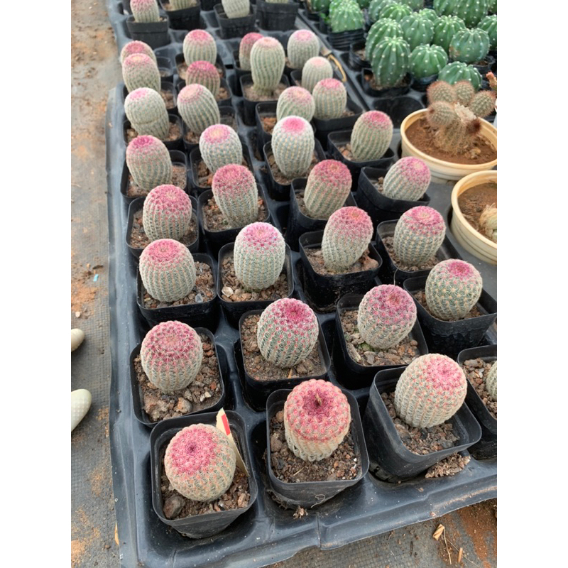 Xương rồng CẦU VỒNG 🌈 size chậu 5cm / Xương rồng NHẬT TÂN