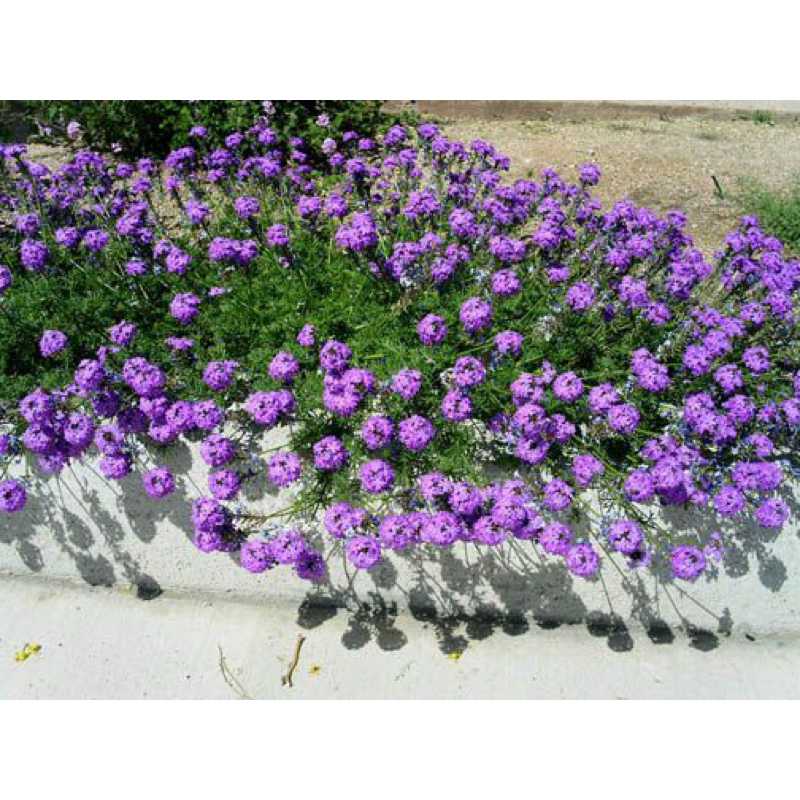 Moss verbena / cỏ roi ngựa