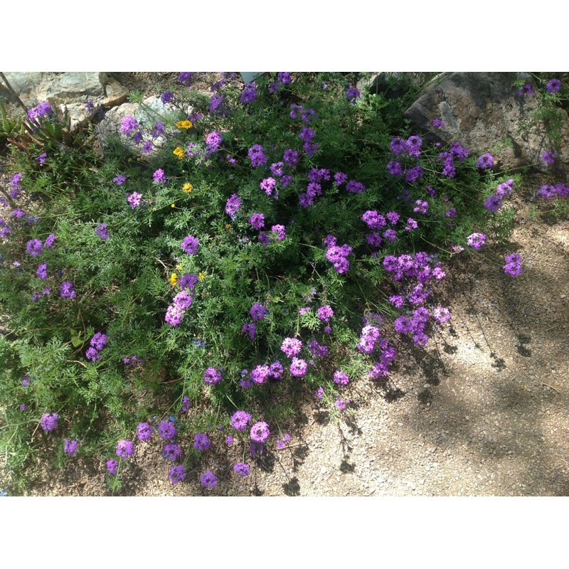 Moss verbena / cỏ roi ngựa