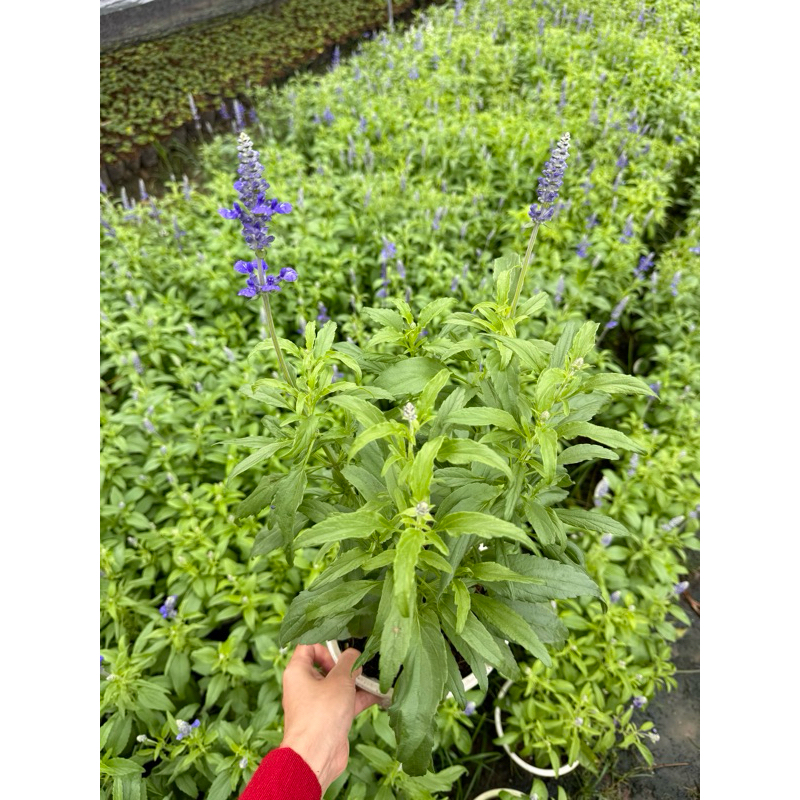 Victoria blue sage / cây xô xanh