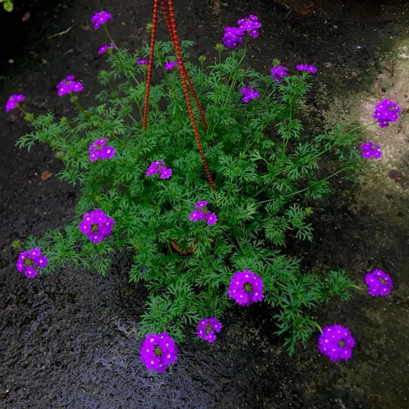 Moss verbena / cỏ roi ngựa