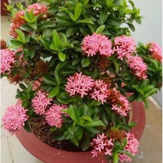 Cây Mẫu Đơn Hồng Phấn bầu to - cây khỏe