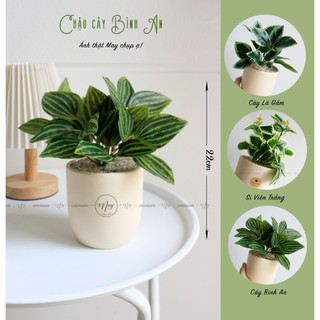 Hoa giả, Hoa lụa, Chậu cây để bàn xinh xắn cao 22cm