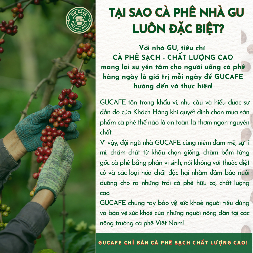 Cà Phê Nhân Xanh Robusta Honey S14 S16 S18 Cafe Sạch, Chất Lượng Cao, Hữu Cơ Green Bean Coffee - GUCAFE