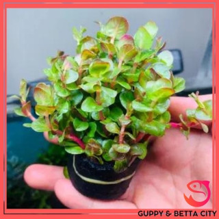 Cây thủy sinh cắt cắm dễ trồng - cây vẩy ốc đỏ