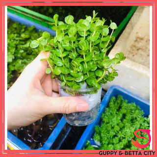 Cây thủy sinh cắt cắm dễ trồng - Cây vẩy ốc xanh