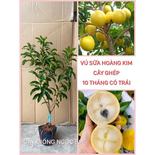 Cây vú sữa hoàng kim ghép trái lớn cao 70-1m1 _ Cây ghép nhanh quả, trồng 6 tháng cho bông