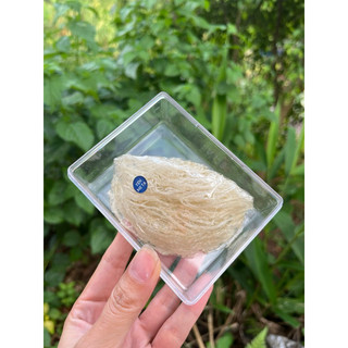10gr Yến tinh chế sạch lông có tặng táo + đường