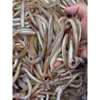 cá sụn sịn - cá sụn sịn siêu ngon khay 500gr