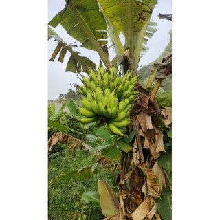 Củ chuối cao mẫn giá 2 củ 165k