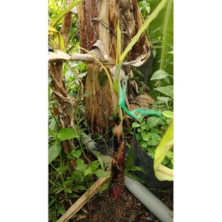 Củ chuối cao mẫn giá 2 củ 165k