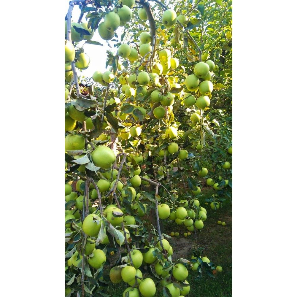 GIẢ RẺ  PHÂN BÓN KALI TRẮNG - KALI CLORUA - KCLTẠO ĐỘ NGỌT CHO CÂY ĂN TRÁI