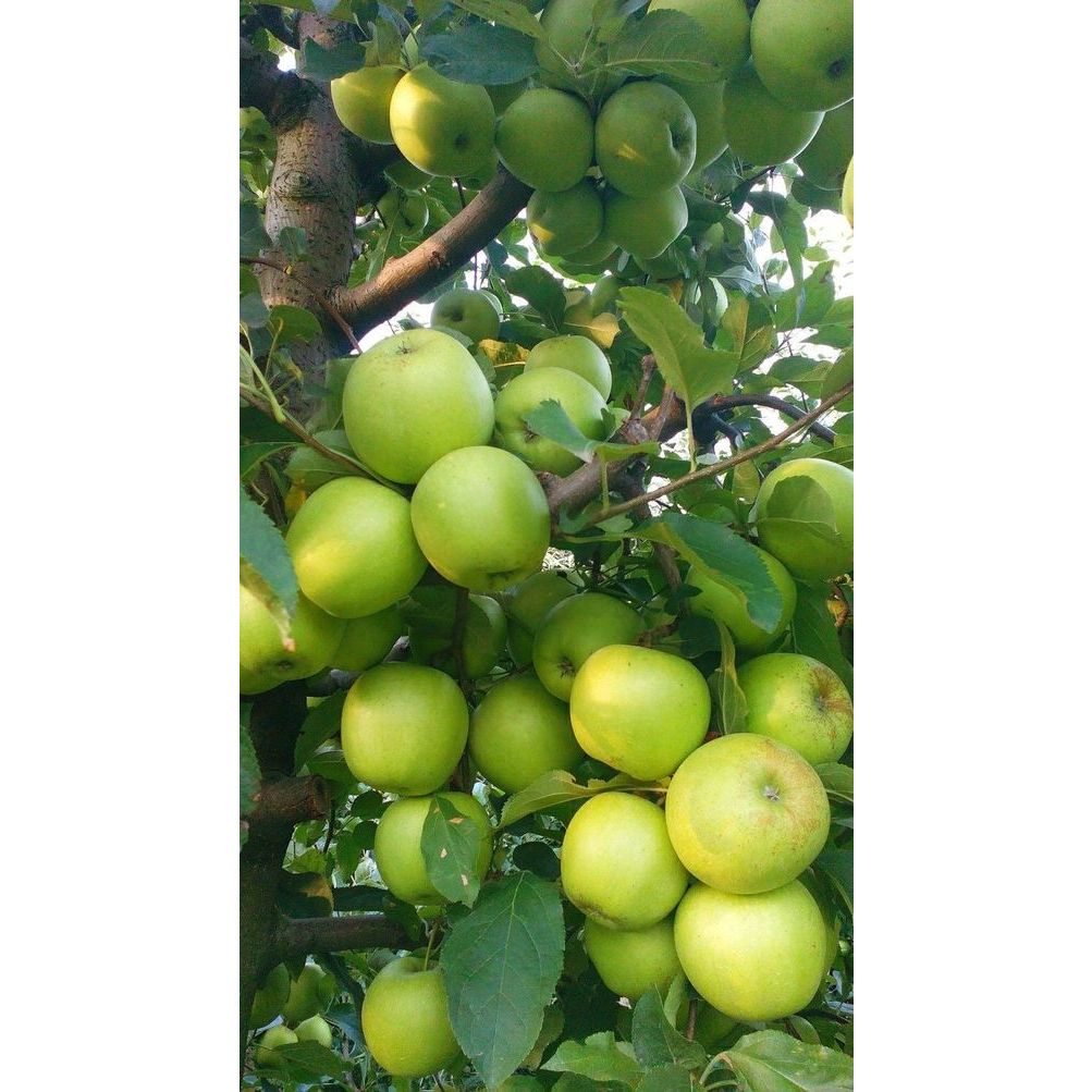 GIẢ RẺ  PHÂN BÓN KALI TRẮNG - KALI CLORUA - KCLTẠO ĐỘ NGỌT CHO CÂY ĂN TRÁI