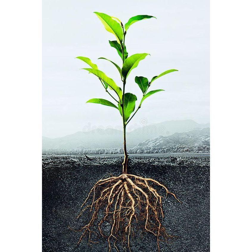 GIẢ RẺ  ĐỒNG SUNFAT