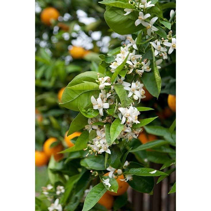 GIẢ RẺ  ĐỒNG SUNFAT