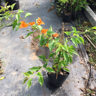 Cây hoa giấy Cam Lửa ( nguyên bản, CÓ HOA HOẶC CHƯA HOA), thuần chậu C6