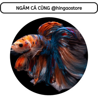 Viên Bắc Ngâm Nước Dưỡng Cá UHT | Hingaostore.