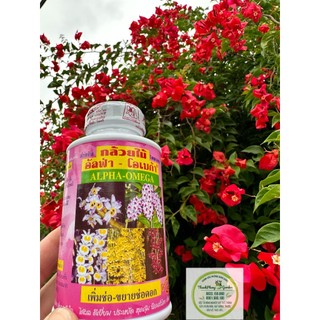 kích cho cây ra hoa Alpha Omega Thái Lan dành cho hoa lan hoa hồng