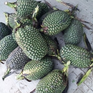 5kg dứa dại dứa rừng tươi síp toàn quốc