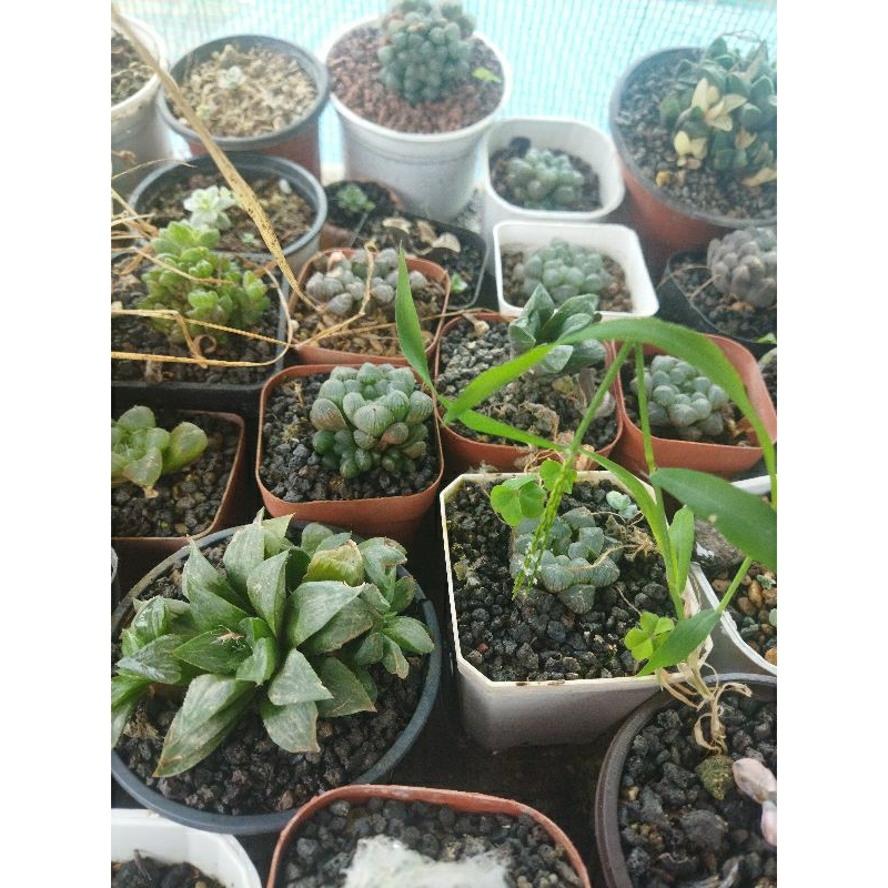 sen đá haworthia cooperi
