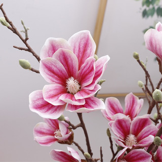 Cành mộc lan cao su cao cấp
