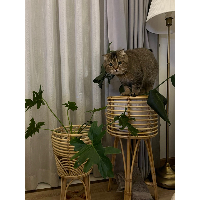 Đôn mây/ kệ chậu mây cao cấp làm thủ công phù hợp trang trí cho homestay, phòng khách, phòng ngủ, quán cf, cửa hàng