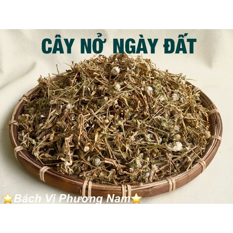 Cây Nở Ngày Đất 1Kg Khô- Bách Vị Phương Nam