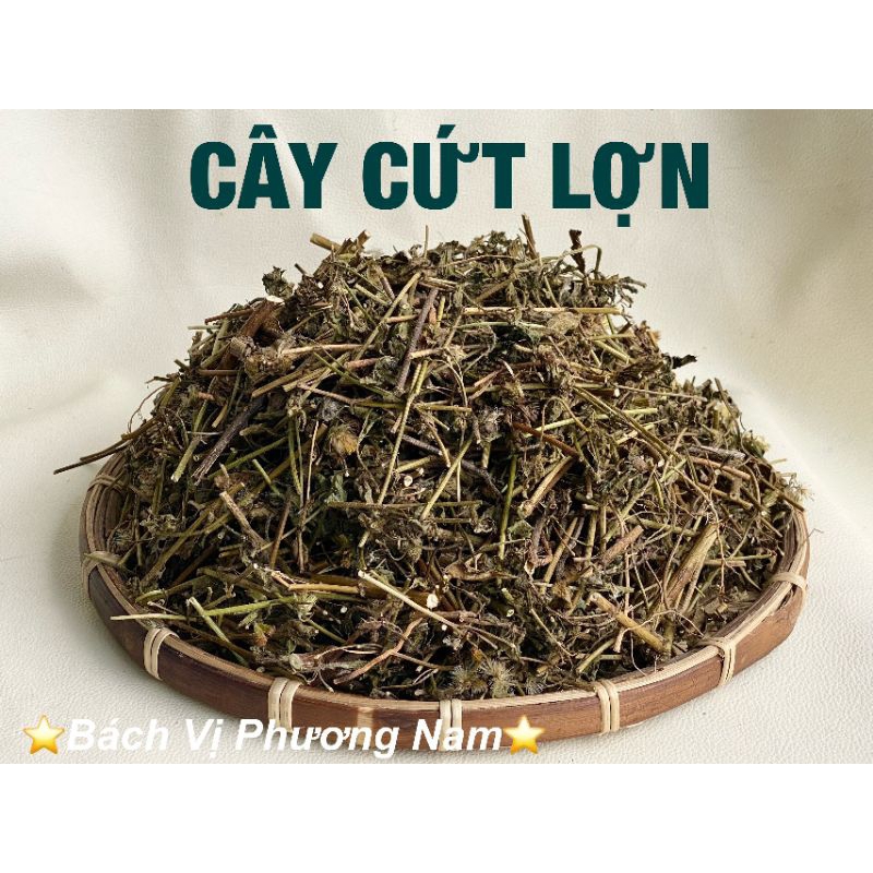 Cây Cứt Lợn  Khô 1Kg- Bách Vị Phương Nam