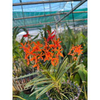 Lan Neo đỏ ( Vanda lai Neo Sumurai)