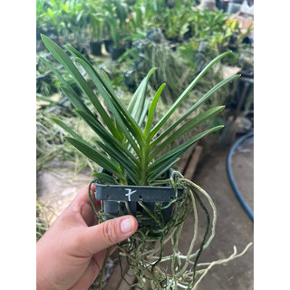 Lan Neo đỏ ( Vanda lai Neo Sumurai)