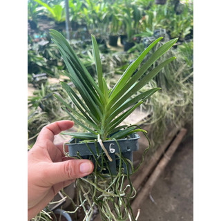 Lan Neo đỏ ( Vanda lai Neo Sumurai)
