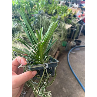 Lan Neo đỏ ( Vanda lai Neo Sumurai)