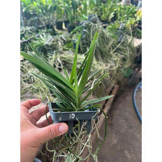 Lan Neo đỏ ( Vanda lai Neo Sumurai)