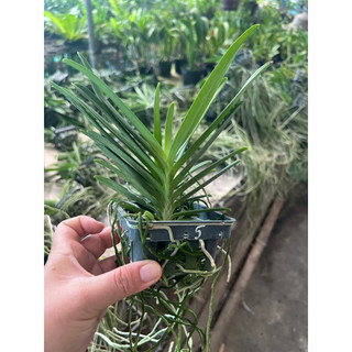 Lan Neo đỏ ( Vanda lai Neo Sumurai)