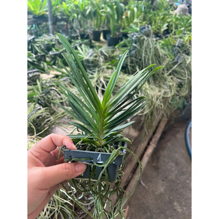 Lan Neo đỏ ( Vanda lai Neo Sumurai)