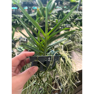 Lan Neo đỏ ( Vanda lai Neo Sumurai)