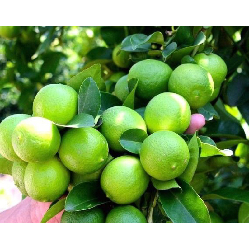 Cây chanh tứ quý, chanh bông tím, cho trái quanh năm