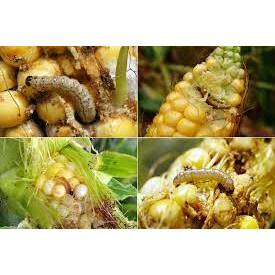 Takumi 20WG - Chế phẩm bảo vệ cây trồng khỏi sâu gây hại