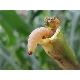 Takumi 20WG - Chế phẩm bảo vệ cây trồng khỏi sâu gây hại