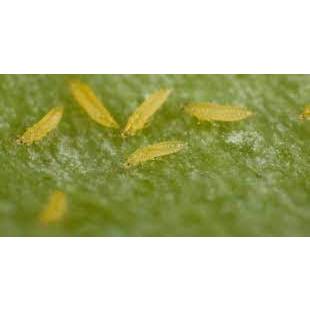 Takumi 20WG - Chế phẩm bảo vệ cây trồng khỏi sâu gây hại