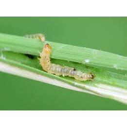 Takumi 20WG - Chế phẩm bảo vệ cây trồng khỏi sâu gây hại