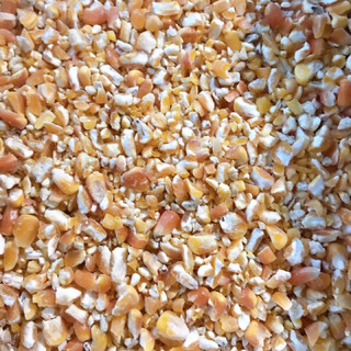 Cám ngô- ngô nghiền cho chim, gà, lợn